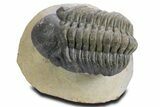 Detailed Reedops Trilobite - Atchana, Morocco #359176-2